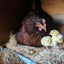 Rhode Island Red Chicks – Buy 10 + 5 Bonus Free (15 All-Female, Shipping Included) Az Chickens
