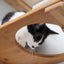 The Roman - A Wall Mounted Cat Scratcher Tree Cat Condo Catastrophic Creations