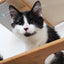 The Roman - A Wall Mounted Cat Scratcher Tree Cat Condo Catastrophic Creations
