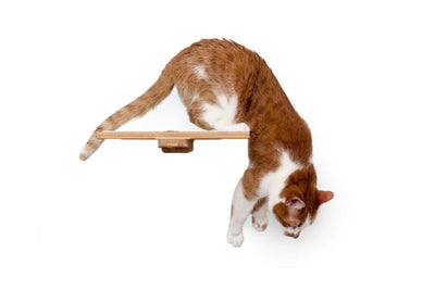 Cat Perch - Wall Mounted and Wooden Cat shelves/bed Catastrophic Creations