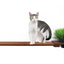 Cat Plant Stand for Wall English Chestnut Bamboo 34" Slotted Shelf Cat shelves/bed Catastrophic Creations