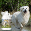 Simply CC Dog Cologne for the Classically Confident Canine US Gallon Cologne The Blissful Dog