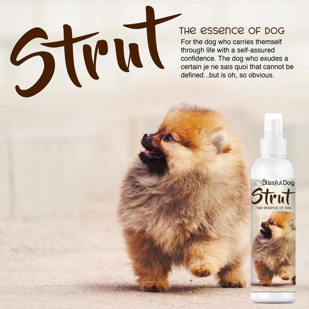 Strut Dog Cologne for the Ruler of the Kingdom Cologne The Blissful Dog