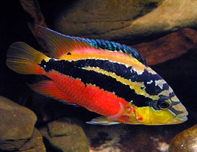 Salvini cichlids AMERICAN CICHLID Danaqua Live Fish & More