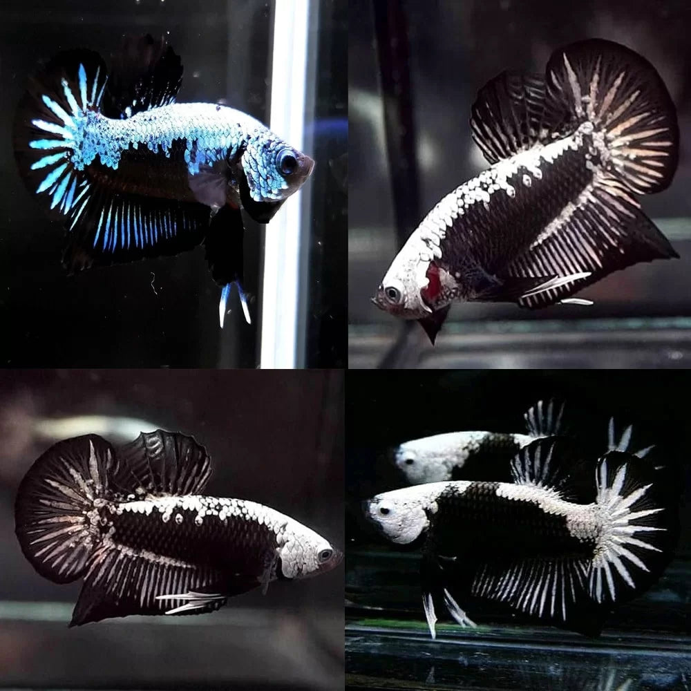 Betta Black Samurai (Male) BETTA Danaqua Live Fish & More