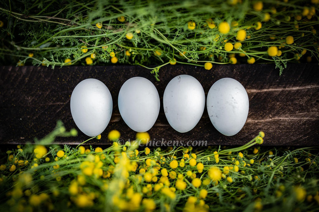 Rainbow Egg Assortment – Buy 10 + 5 Bonus Free (15 All-Female, Shipping Included) Az Chickens