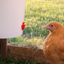 Automatic Chicken Waterer (2 Gallon) Chicken Waterer Farmer Brad