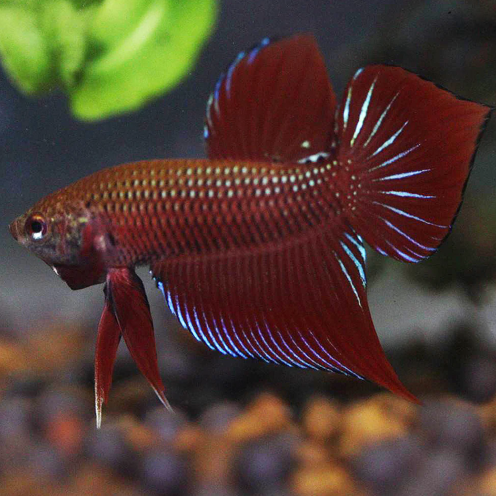 Wild bettas Type (Male) BETTA Danaqua Live Fish & More