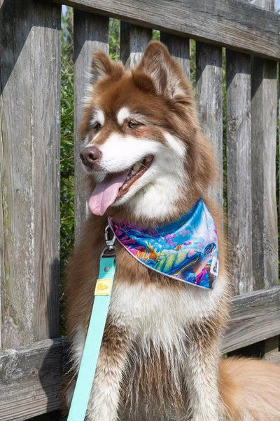 Sea Turtle Swim Dog Bandana Dog Bandana Aria the Fox
