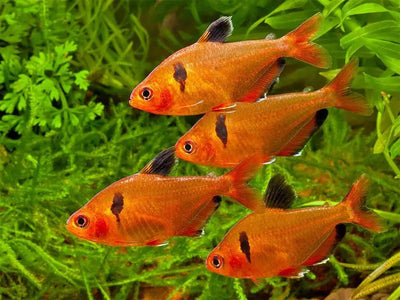 Serpae Tetra (PACK OF 6) TETRA Danaqua Live Fish & More