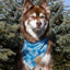Siberian Spruce Dog Bandana Dog Bandana Aria the Fox