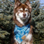 Siberian Spruce Dog Bandana & Matching Keychain Dog Bandana Aria the Fox