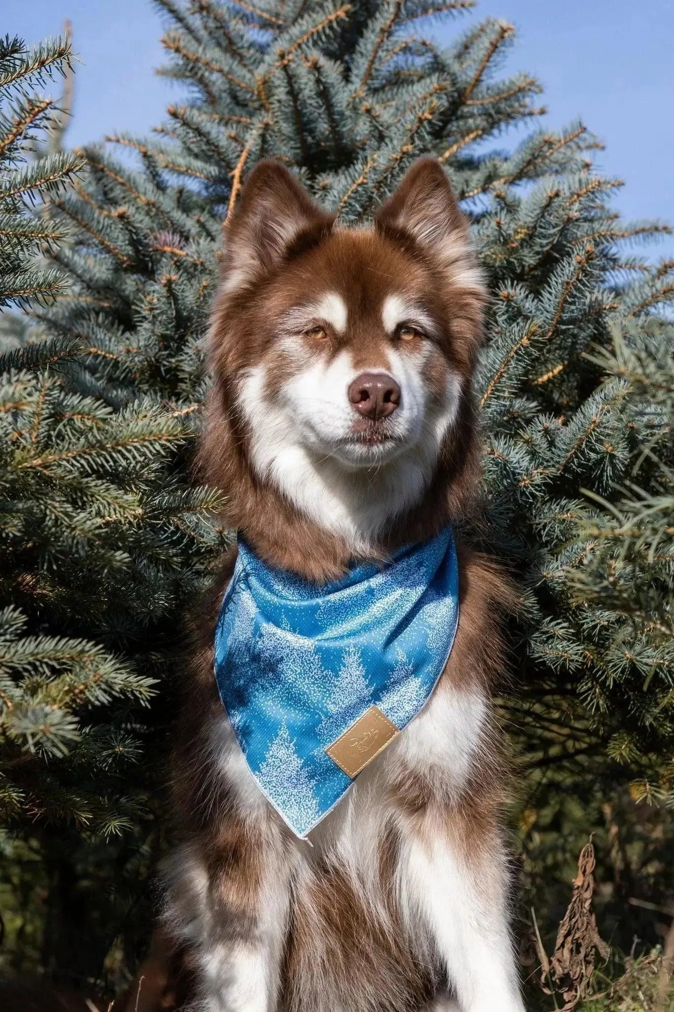 Siberian Spruce Dog Bandana & Matching Keychain Dog Bandana Aria the Fox