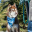 Siberian Spruce Dog Bandana Dog Bandana Aria the Fox