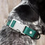 Siberian Spruce Waterproof Dog Collar Collar Aria the Fox