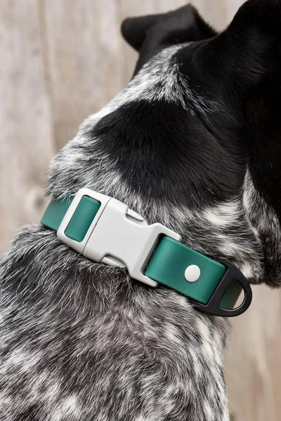 Siberian Spruce Waterproof Dog Collar Collar Aria the Fox