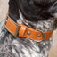 Sierra Sunrise Vegan Leather Dog Collar Dog Collar Aria the Fox