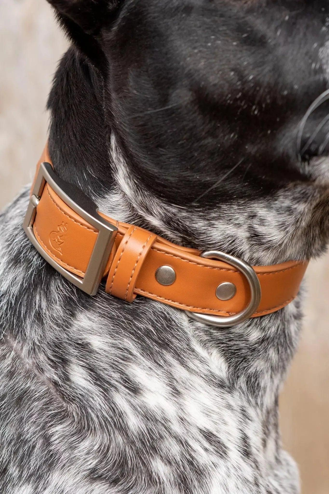 Sierra Sunrise Vegan Leather Dog Collar Dog Collar Aria the Fox