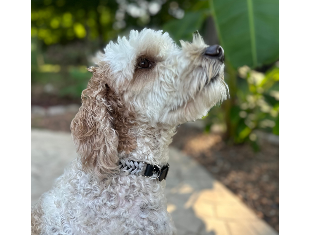 Fishtail Hand Braided Dog Collar in Black & Smoke Handmade Braided Collars Pawsh Pup Co.