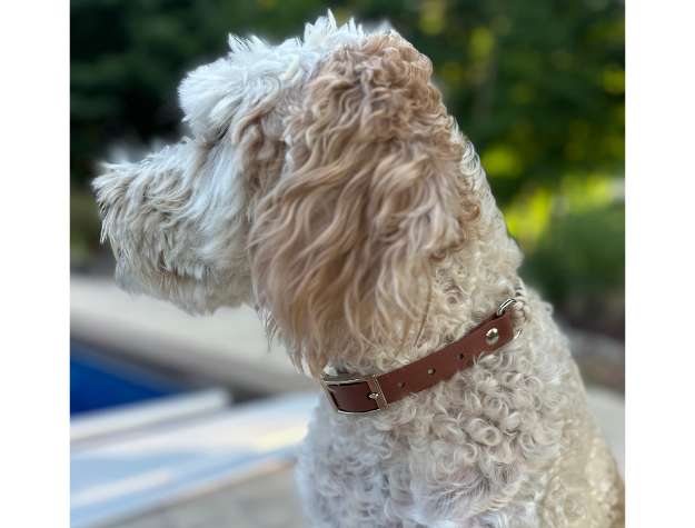 Fishtail Hand Braided Dog Collar in Tan & Cream Handmade Braided Collars Pawsh Pup Co.