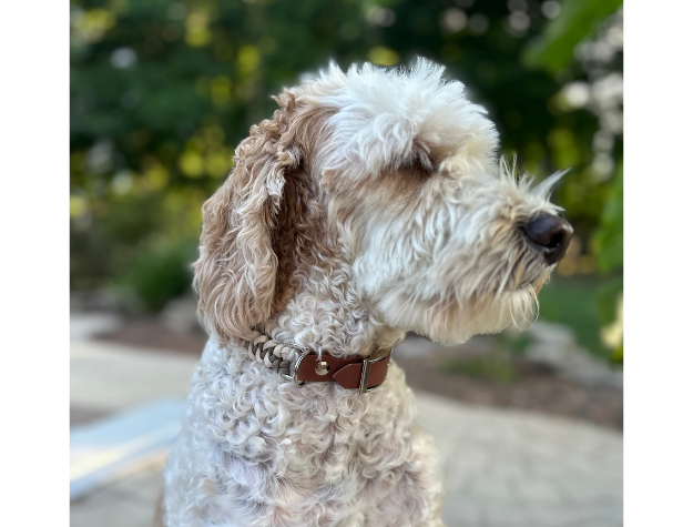 Fishtail Hand Braided Dog Collar in Tan & Cream Handmade Braided Collars Pawsh Pup Co.