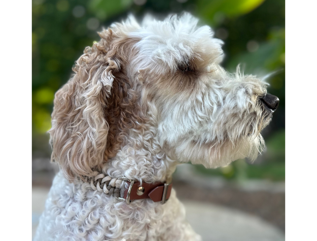 Fishtail Hand Braided Dog Collar in Tan & Cream Handmade Braided Collars Pawsh Pup Co.
