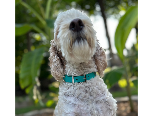 Fishtail Hand Braided Dog Collar in Teal & Cream Handmade Braided Collars Pawsh Pup Co.