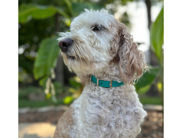 Fishtail Hand Braided Dog Collar in Teal & Cream Handmade Braided Collars Pawsh Pup Co.