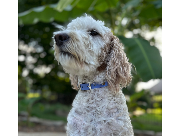 Fishtail Hand Braided Dog Collar in Lavender & Smoke Handmade Braided Collars Pawsh Pup Co.