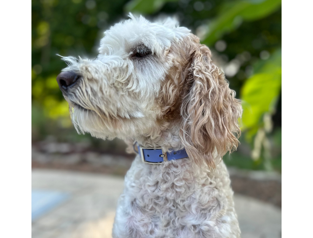 Fishtail Hand Braided Dog Collar in Lavender & Smoke Handmade Braided Collars Pawsh Pup Co.