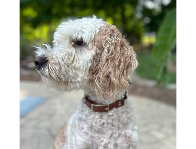 Fishtail Hand Braided Dog Collar in Burgundy & Cream Handmade Braided Collars Pawsh Pup Co.