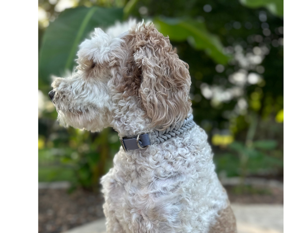 Fishtail Hand Braided Dog Collar in Graphite & Smoke Handmade Braided Collars Pawsh Pup Co.