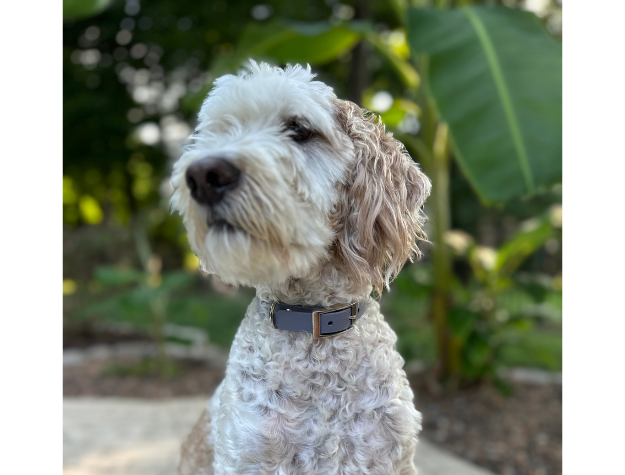Fishtail Hand Braided Dog Collar in Graphite & Smoke Handmade Braided Collars Pawsh Pup Co.