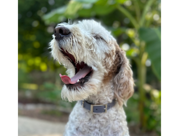 Fishtail Hand Braided Dog Collar in Graphite & Smoke Handmade Braided Collars Pawsh Pup Co.