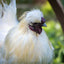 Silkie Chicks – Buy 6 + 3 Bonus Free (9 Unsexed, Mixed Colors, Shipping Included) Az Chickens