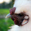 Silkie Chicks – Buy 6 + 3 Bonus Free (9 Unsexed, Mixed Colors, Shipping Included) Az Chickens