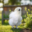 Silkie Chicks – Buy 6 + 3 Bonus Free (9 Unsexed, Mixed Colors, Shipping Included) Az Chickens