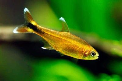 Silver Tip Tetra TETRA Danaqua Live Fish & More