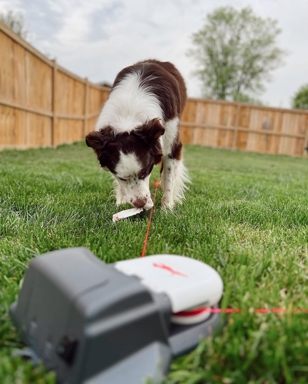 Home Original Kit Enrichment Product SwiftPaws