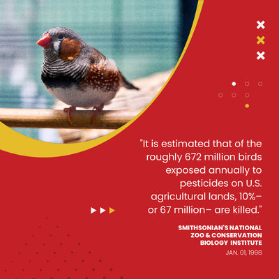 Organic Hulled Millet - 5 lbs. Animals & Pet Supplies Bird Street Bistro