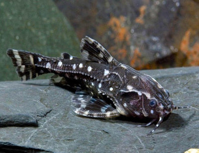 Spotted Raphael Catfish CATFISH Danaqua Live Fish & More