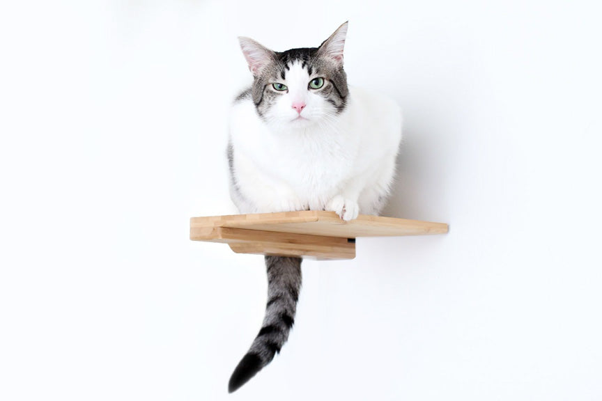 Cat Climbing Shelf Cat shelves/bed Catastrophic Creations