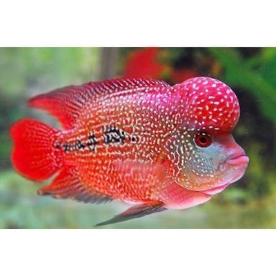 Red Dragon Flowerhorn AMERICAN CICHLID Danaqua Live Fish & More