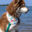 Sun & Shade Dog Bandana Dog Bandana Aria the Fox