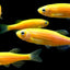 Zebra Danios ORANGE DANIO Danaqua Live Fish & More