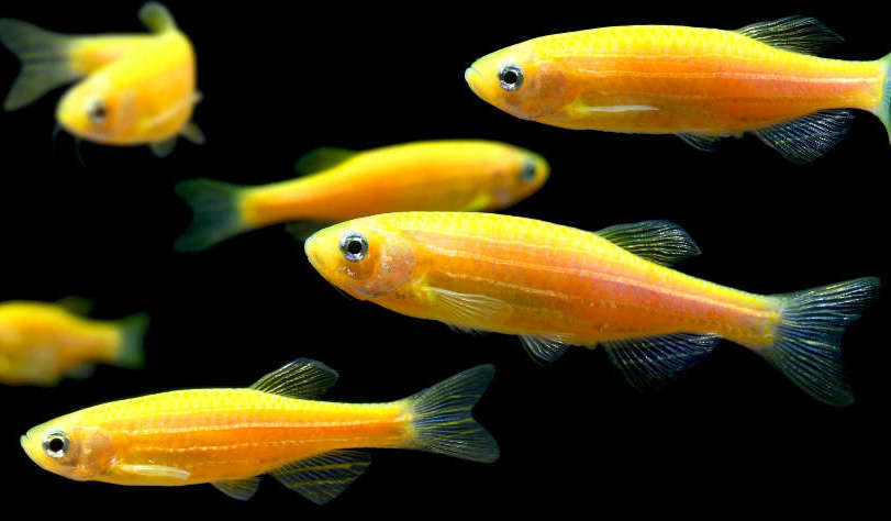 Zebra Danios ORANGE DANIO Danaqua Live Fish & More