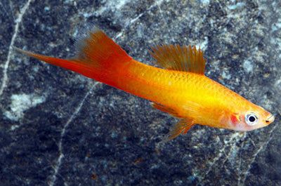 Marigold Swordtail SWORDTAIL Danaqua Live Fish & More