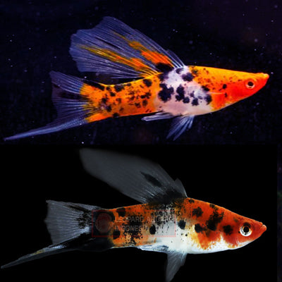 Tri-Color swordtails Large SWORDTAIL Danaqua Live Fish & More