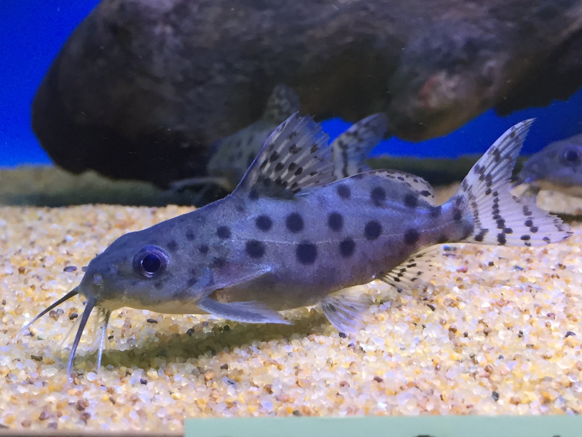 Synodontis ocellifer CATFISH Danaqua Live Fish & More