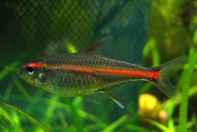 Glow Light Tetra TETRA Danaqua Live Fish & More